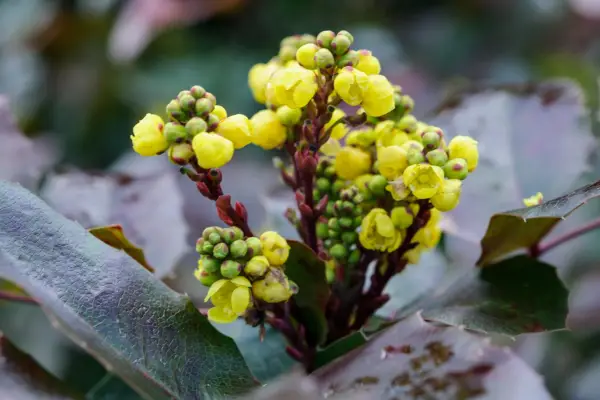 Mahonia repens