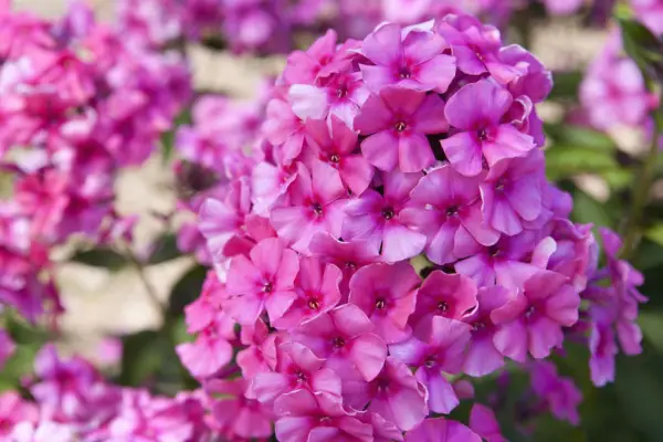 Phlox Paniculata 'Cherry Pink'