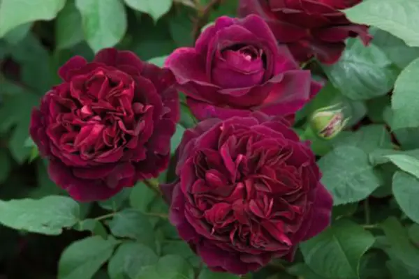 Rosa 'Munstead Wood'