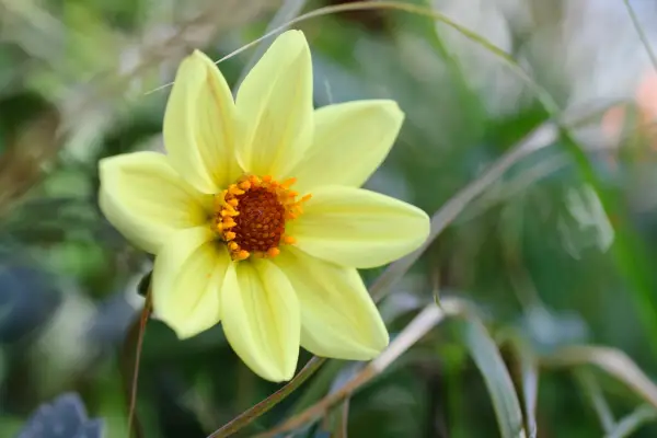 Dahlia Bishop of York