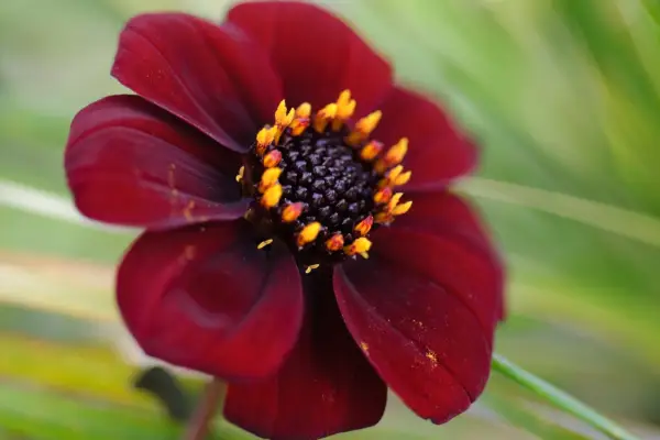 Dahlia Bishop of Auckland