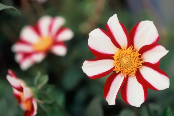 Dahlia Twynings Candy