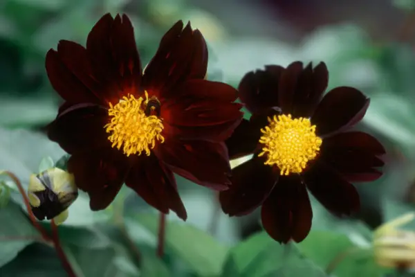 Dahlia Chocolate Sundae