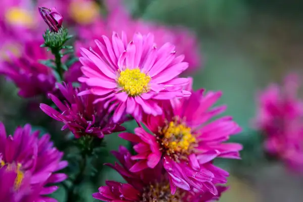 Sympyotrichum novi-belgii 'Royal Ruby'