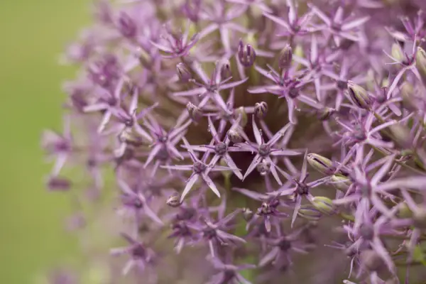 Hvitløk 'Firmament'