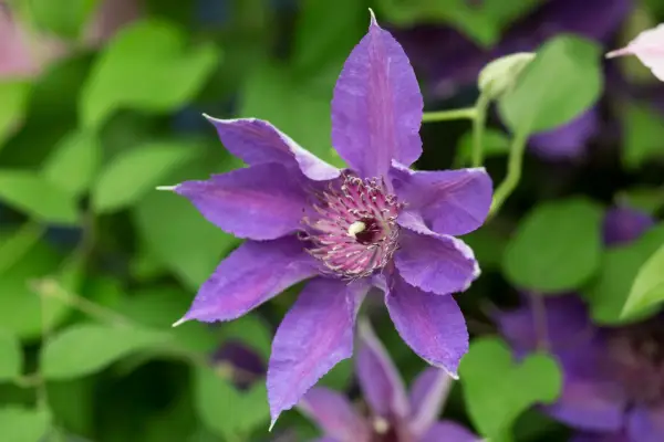 Clematis 'Edda'