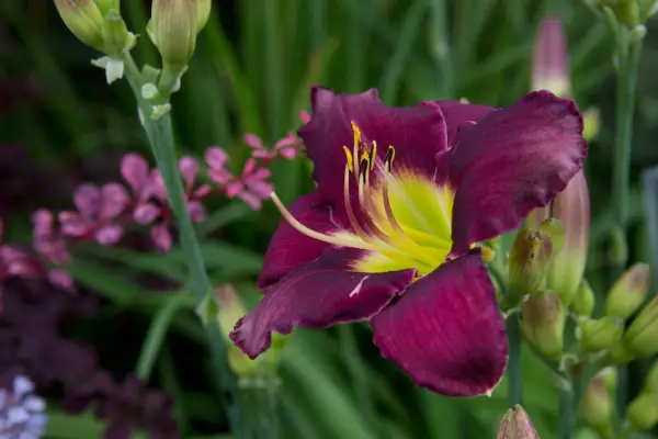 Hemerocallis 'Bela Lugosi' '