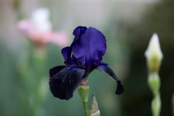 Iris 'Deep Black'
