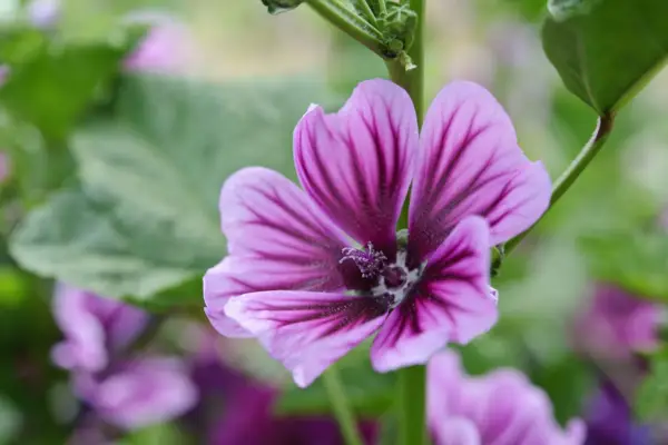 Malva Sylvestris 'Brave Heart'