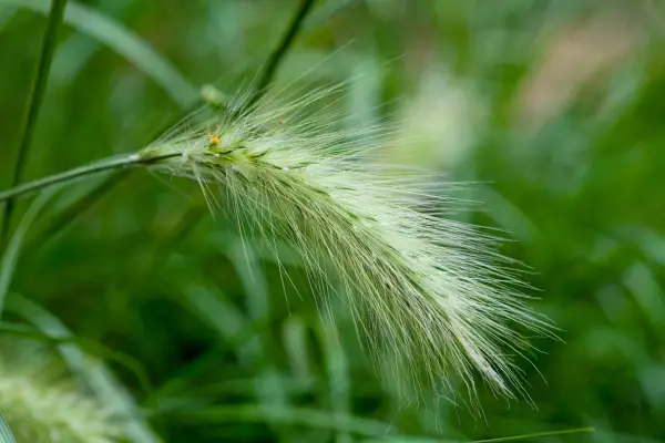 Pennisetum Villous 'Cream Falls'