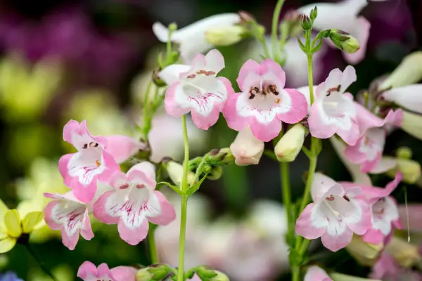 Penstemon 'Fujiyama Volcano'