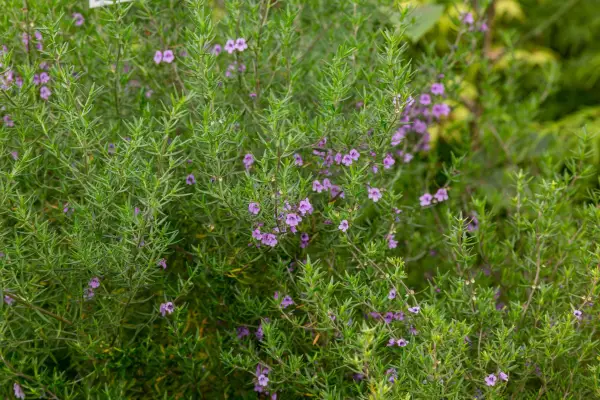 Prostanthera fylicifolia