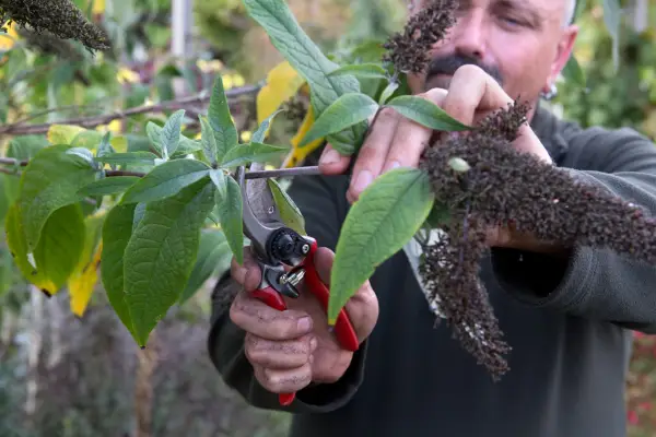 Pruning a buddleia