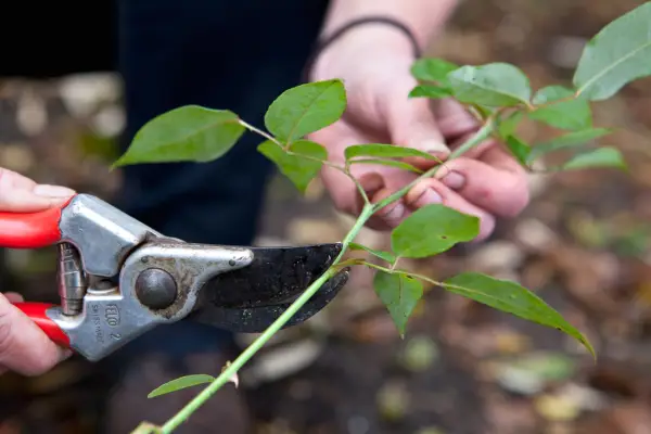 Pruning rose stems