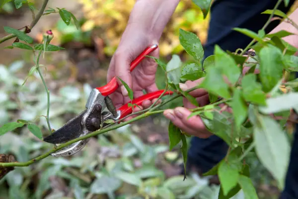 Pruning a rose stem