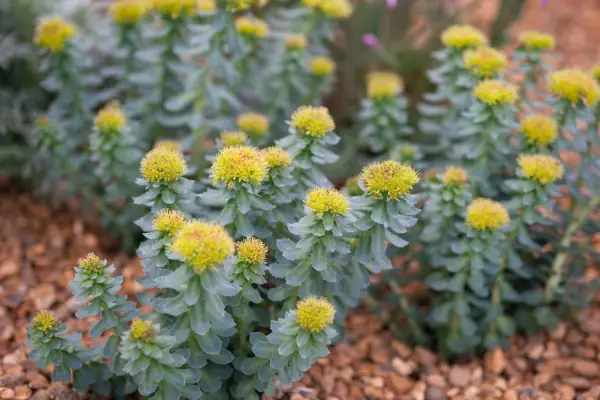 Rhodiola Rosea