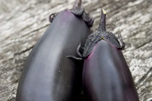 Solanum Melugena 'Moneymaker'