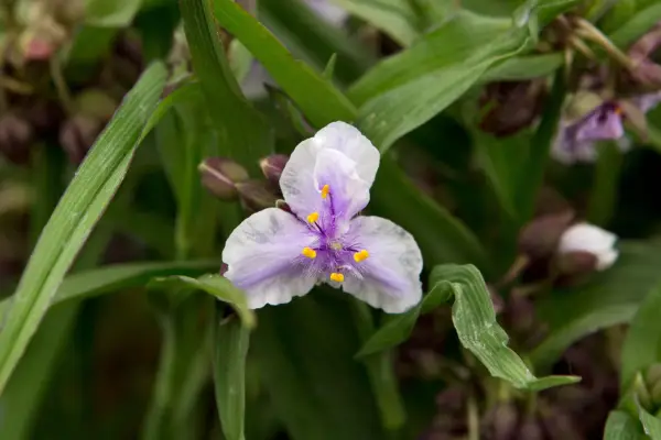 Tradescantia 'Ice Bilberry'