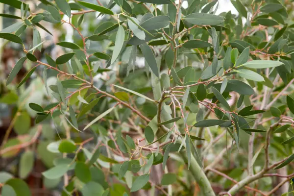 Eucalyptus pauciflora subsp. niphophila