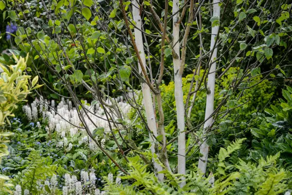 Betula utilis var. jacquemontii