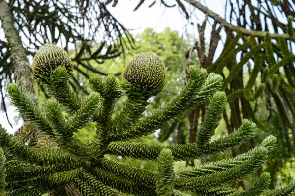Araucaria araucana (monkey puzzle tree)