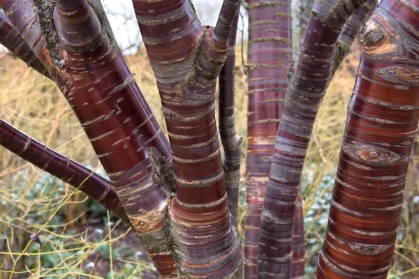 Træer med attraktiv bark