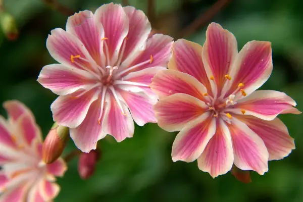 Bruke drivhuset ditt om høsten