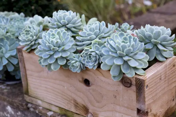 Echeveria elegans