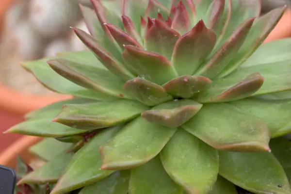 Echeveria agavoides