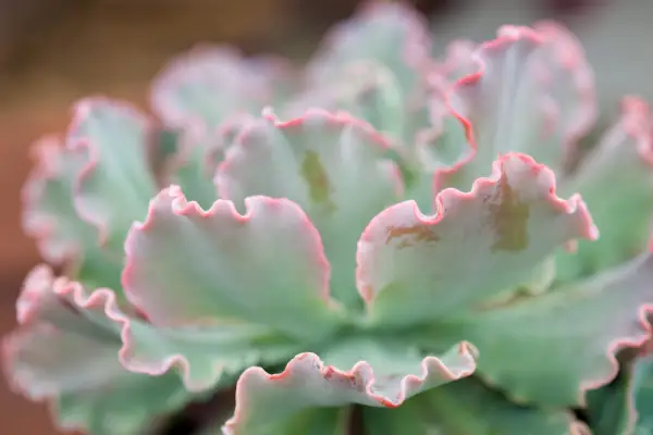 Echeveria 