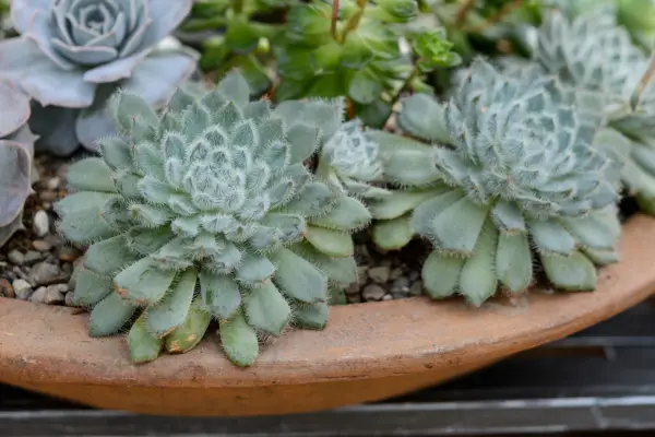 Echeveria 