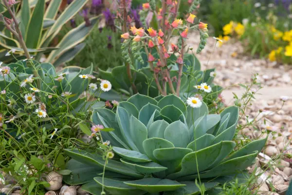 Echeveria secunda var. glauca