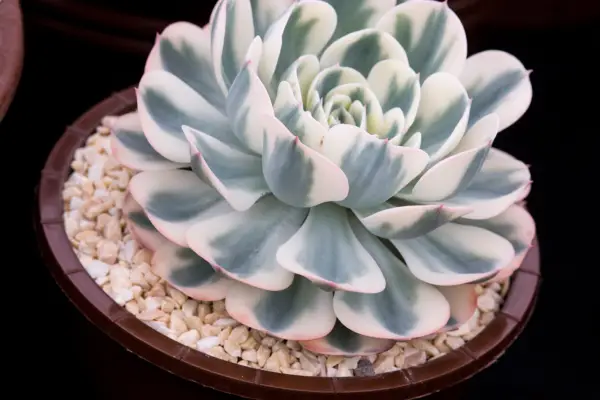 Echeveria 