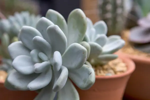 Echeveria cana