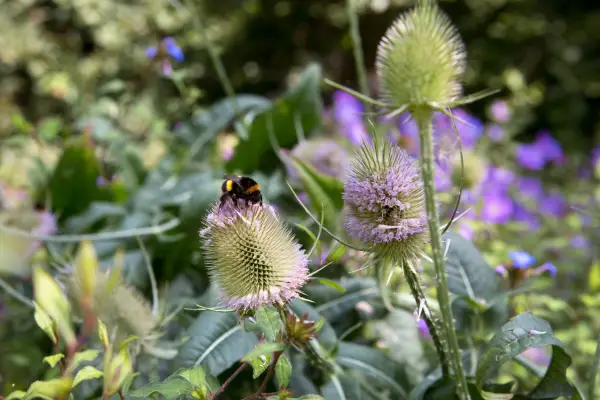Teasels (Dipsacus fullonum)