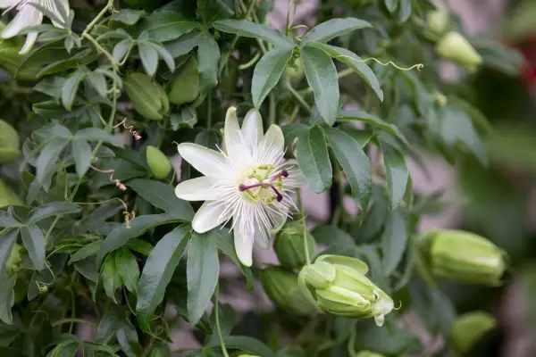 Passiflora 