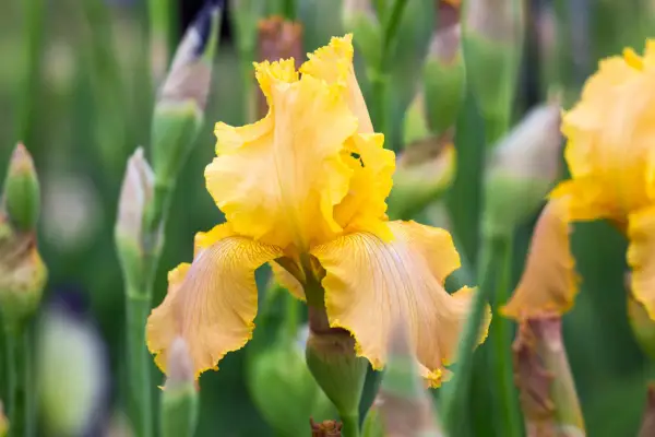 Bearded iris