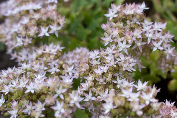 Sedum in flower