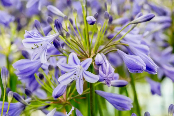 Agapanthus 'Lapis Lazuli'