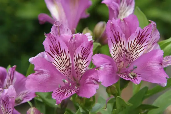 Alstroemeria Nettuno