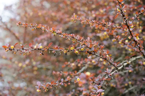 Berberis thunbergii f. purpurea