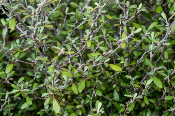 Alternatives to box - Corokia x virgata 