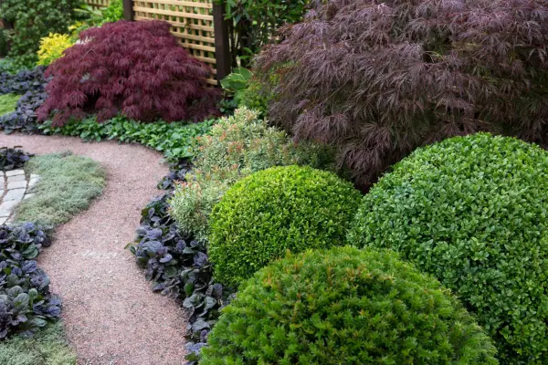 Alternatives to box - Yew ball growing alongside box balls