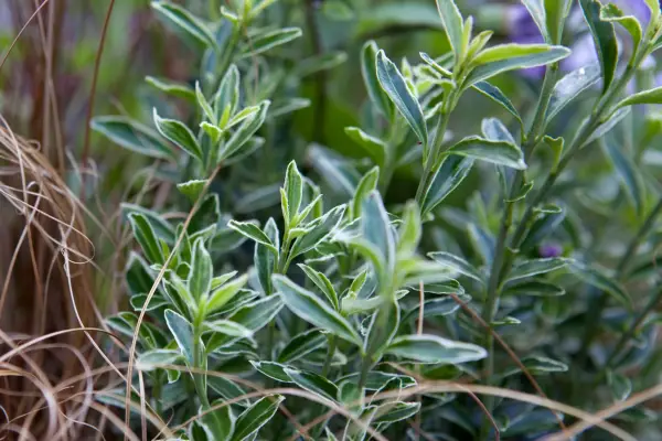 Euonymus japonicus 
