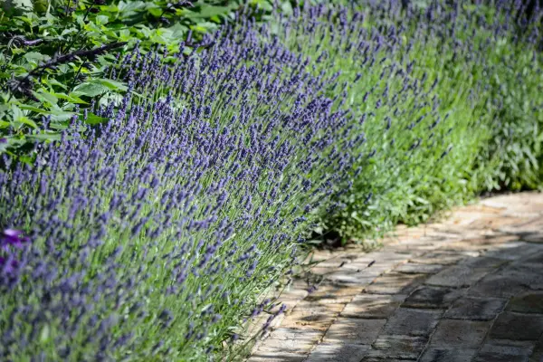 Lavandula angustifolia 