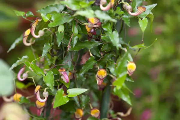 Aristolochia sempervirens