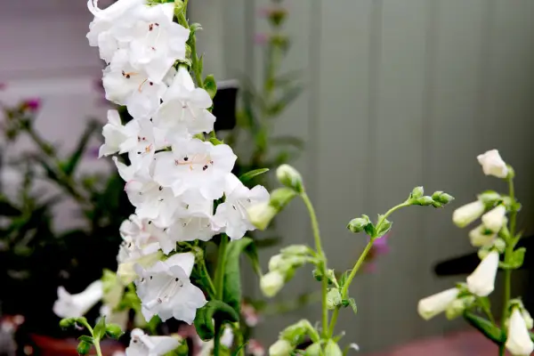Penstemon White Bedder