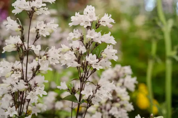 Penstemon Husker Red