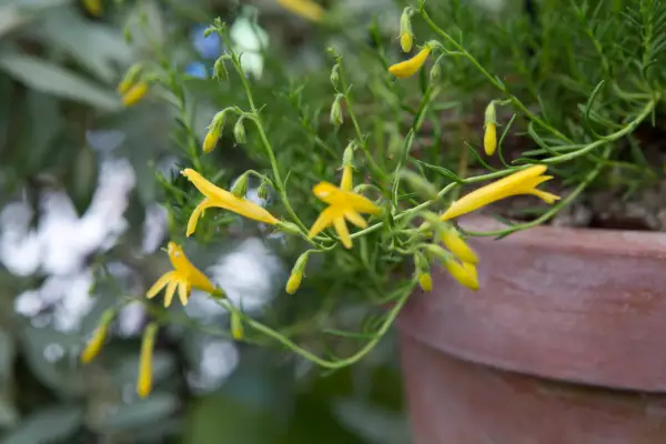 Penstemon linarioides subsp. sileri