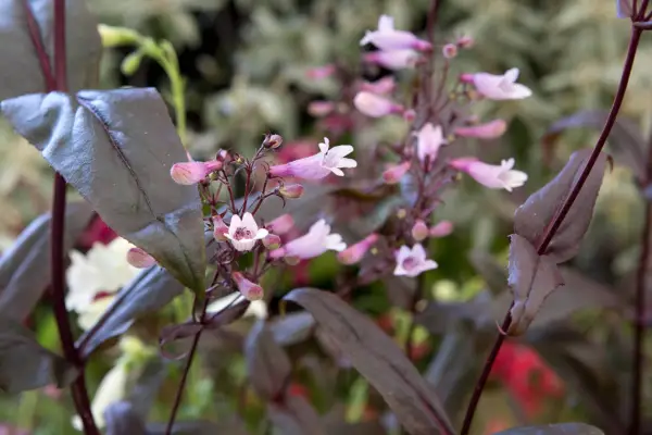 Penstemon Dark Towers